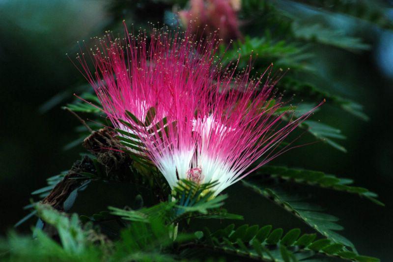 flower8