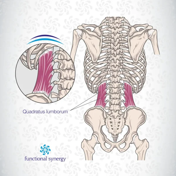 QL anatomy