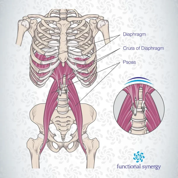 psoas